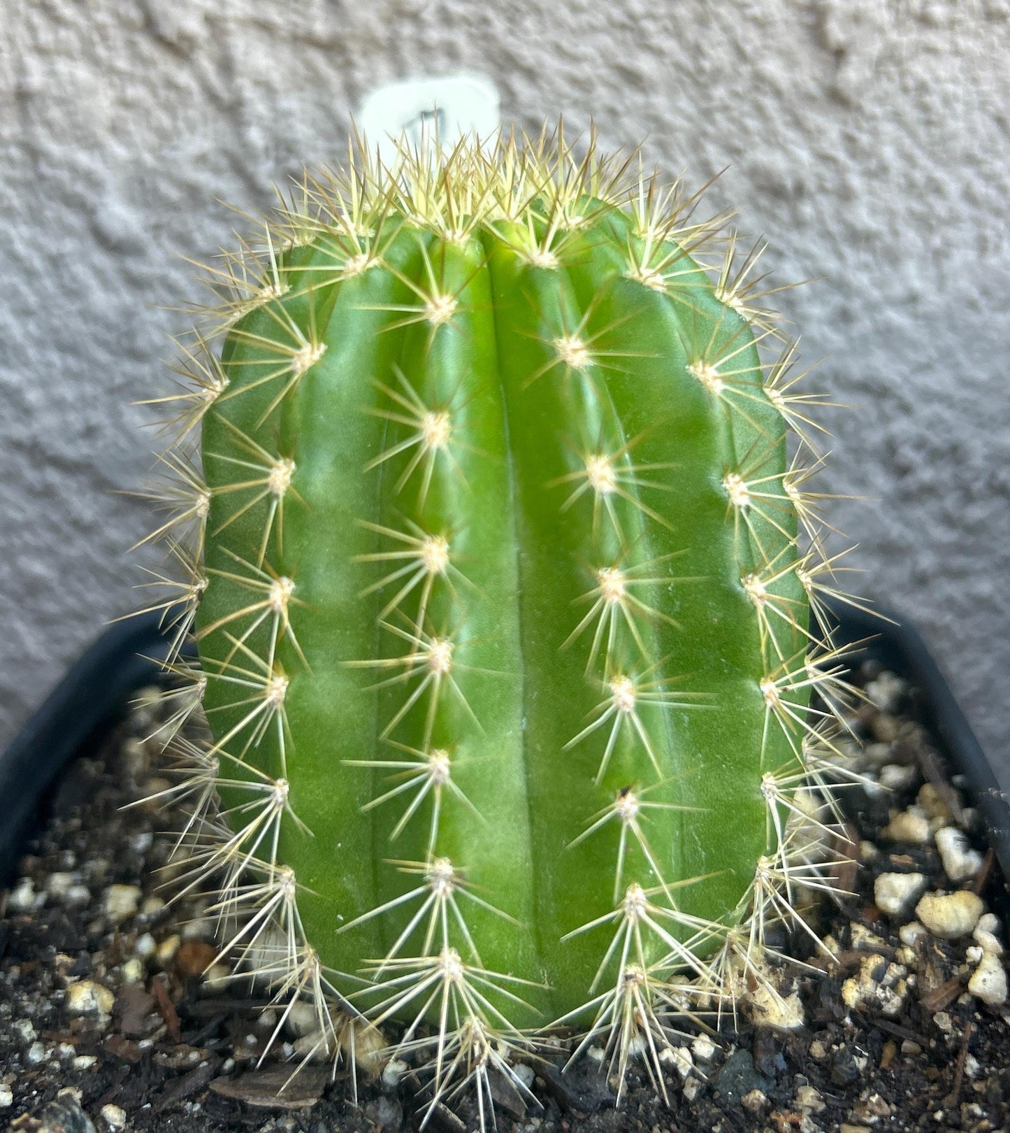 Extremely Rare TRICHOCEREUS HYBRID 'PINA COLADA' Blooming Cactus Plant