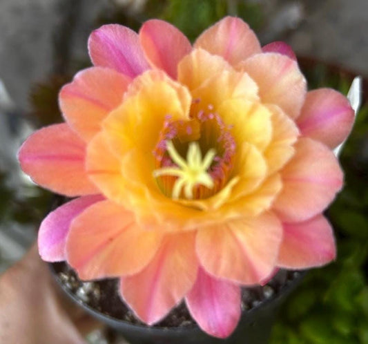 EXTREMENLY RARE, Hildewintera MAMACITA Well Rooted  Cactus , Limited Quantity