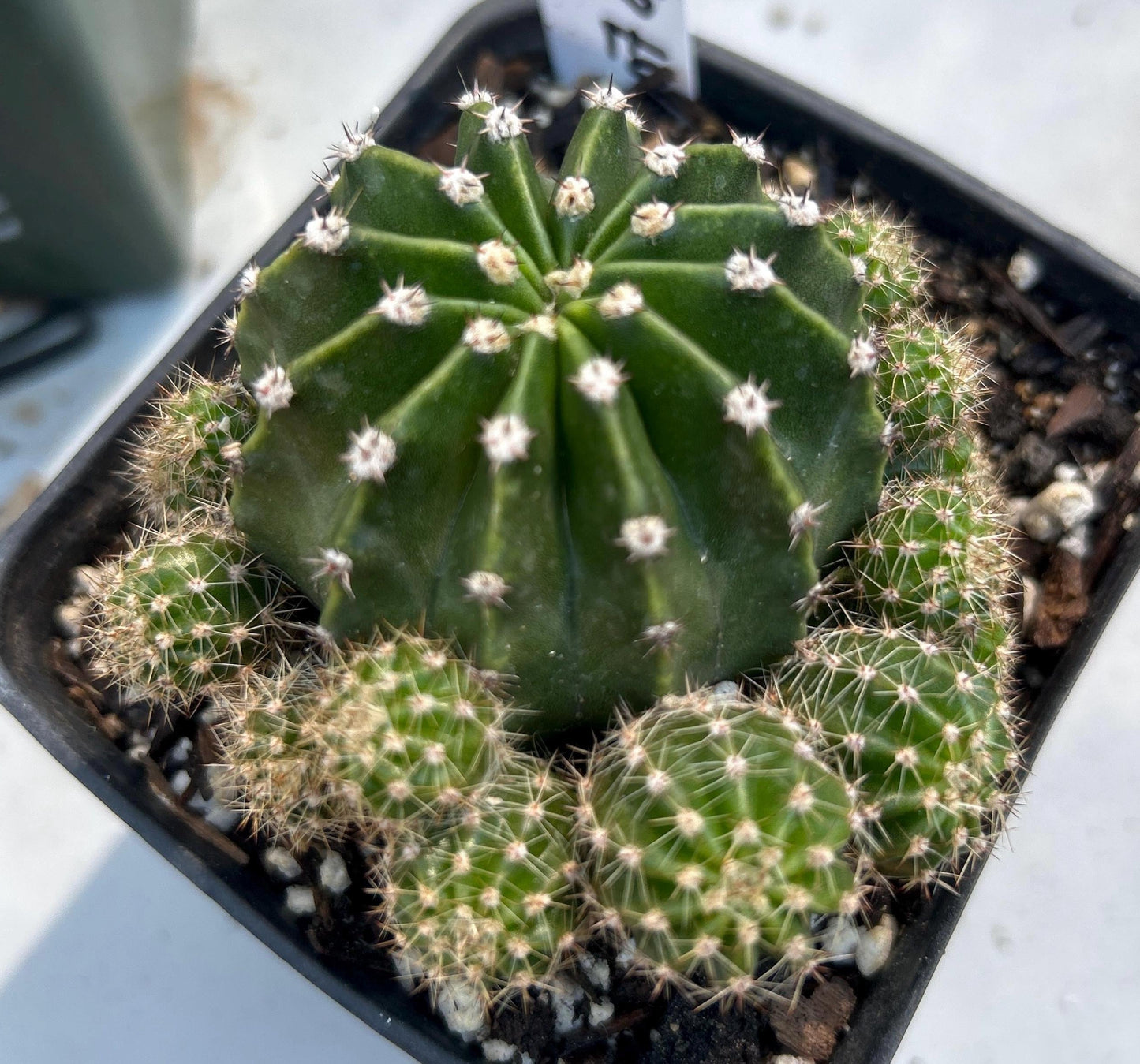 Clump,ECHINOPSIS HYBRID 'GILLY'S FAVORITE' Blooming Cactus Plant