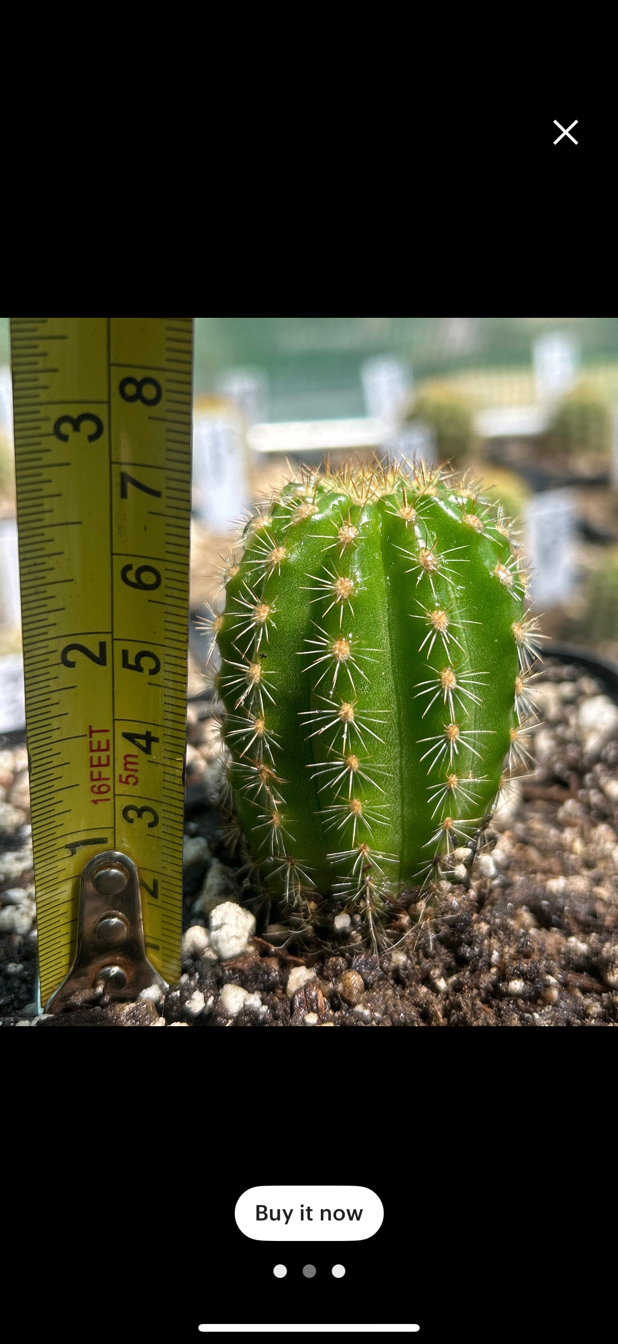 Rare TRICHOCEREUS HYBRID 'MALIBU' Blooming Cactus Plant