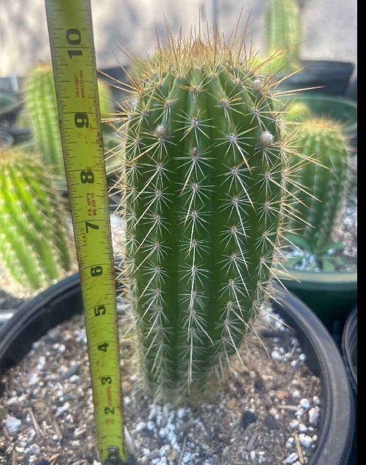 Trichocereus Hybrid 'First Light' — Huge 8–10"+ Rare Pink Blooming Cactus
