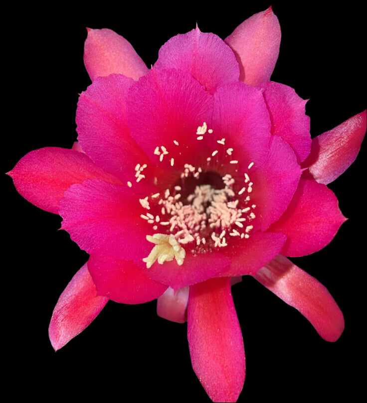 7'' HILDEWINTERA HYBRID 'MEINE HILDE' Blooming Cactus Plant