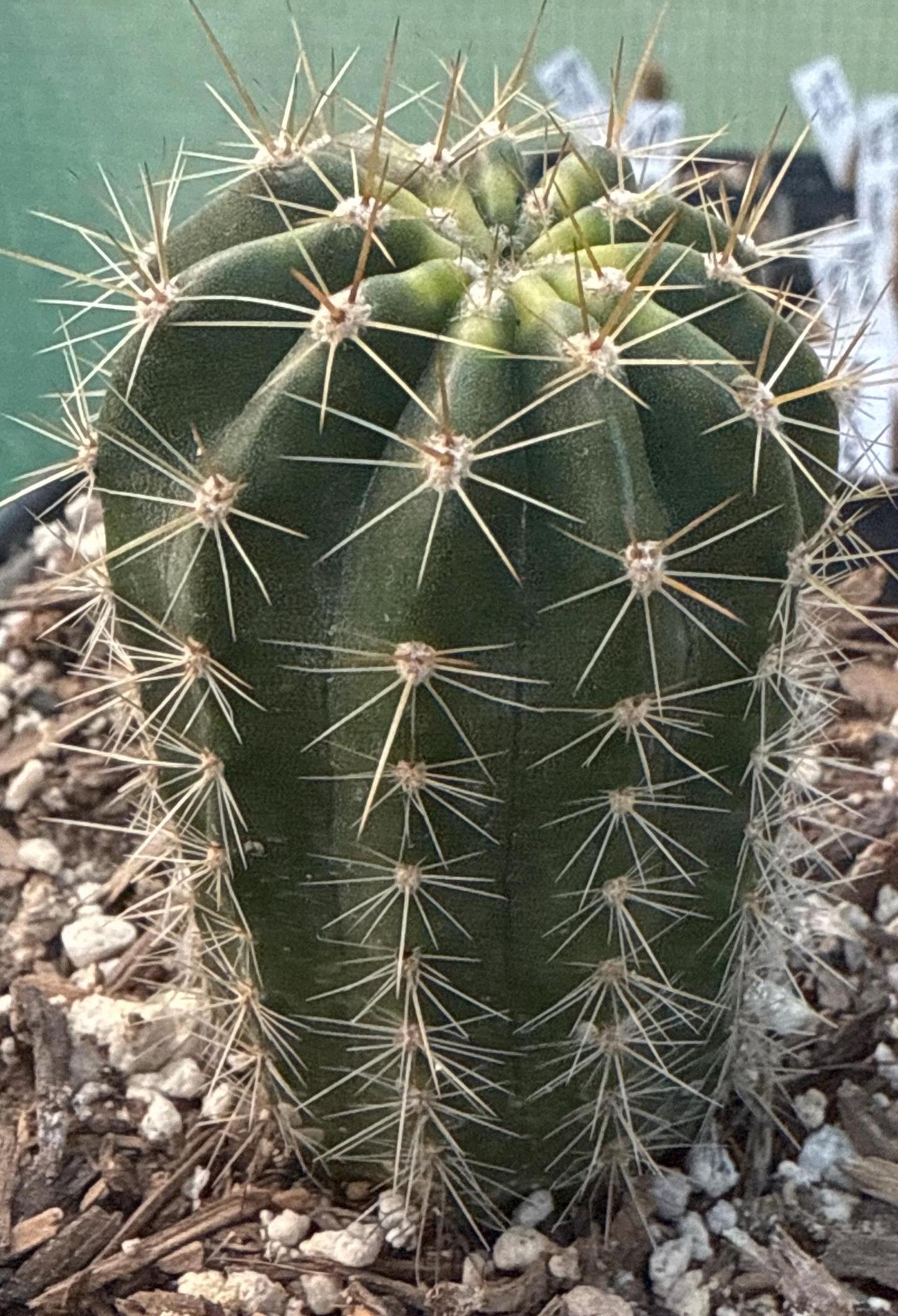 Rare ECHINOPSIS HYBRID 'YES' Blooming Cactus Plant