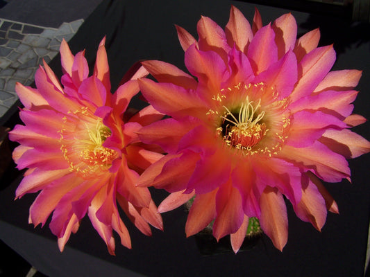 Extremely Rare TRICHOCEREUS HYBRID 'PINA COLADA' Blooming Cactus Plant