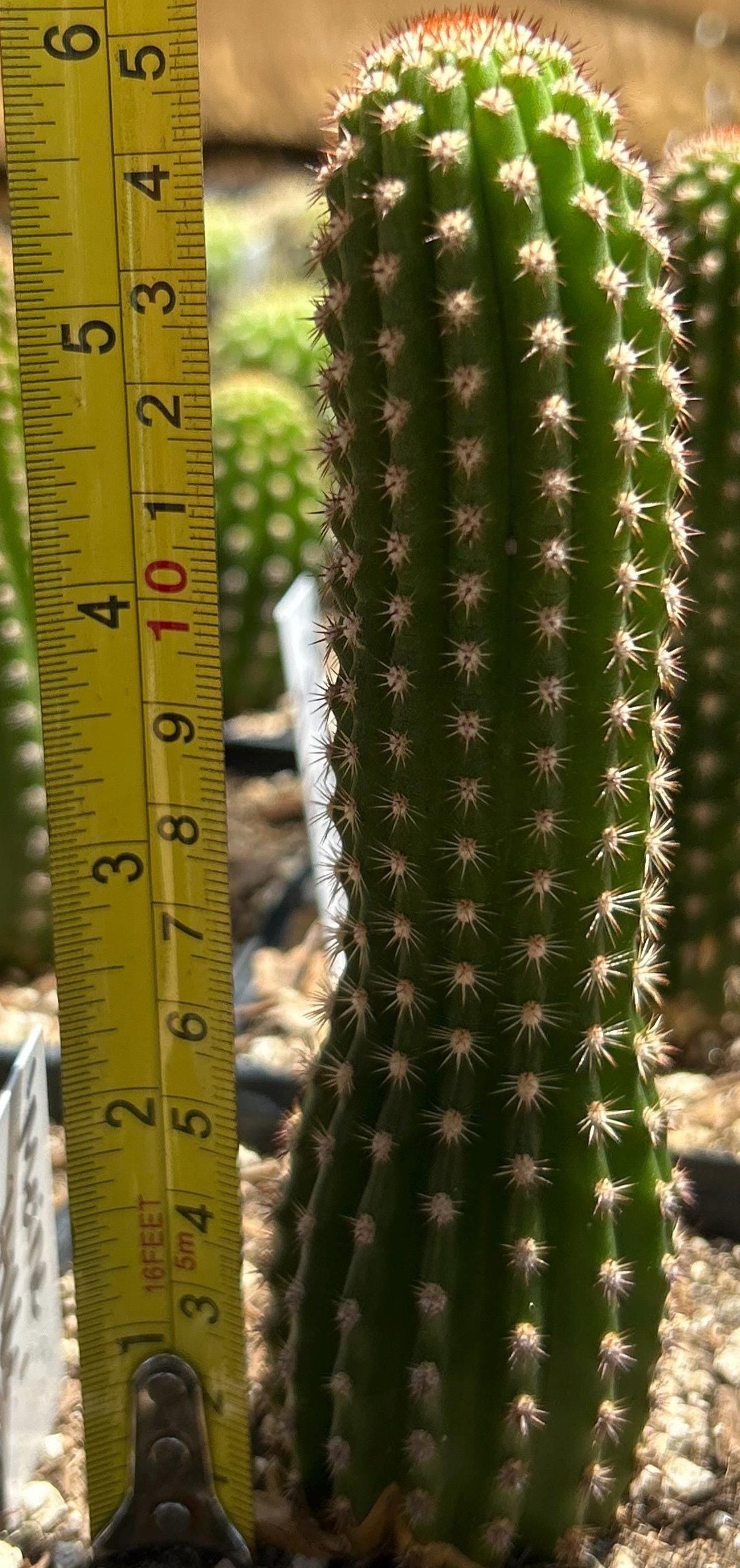 7'' HILDEWINTERA HYBRID 'MEINE HILDE' Blooming Cactus Plant
