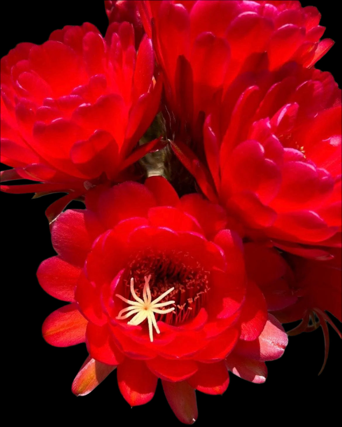 Large TRICHOEREUS HYBRID 'CHERRY RED' Blooming Cactus Plant