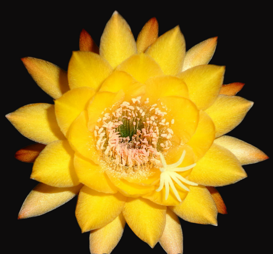 HILDEWINTERA HYBRID 'TRAISENKOANIG' Blooming Cactus Plant