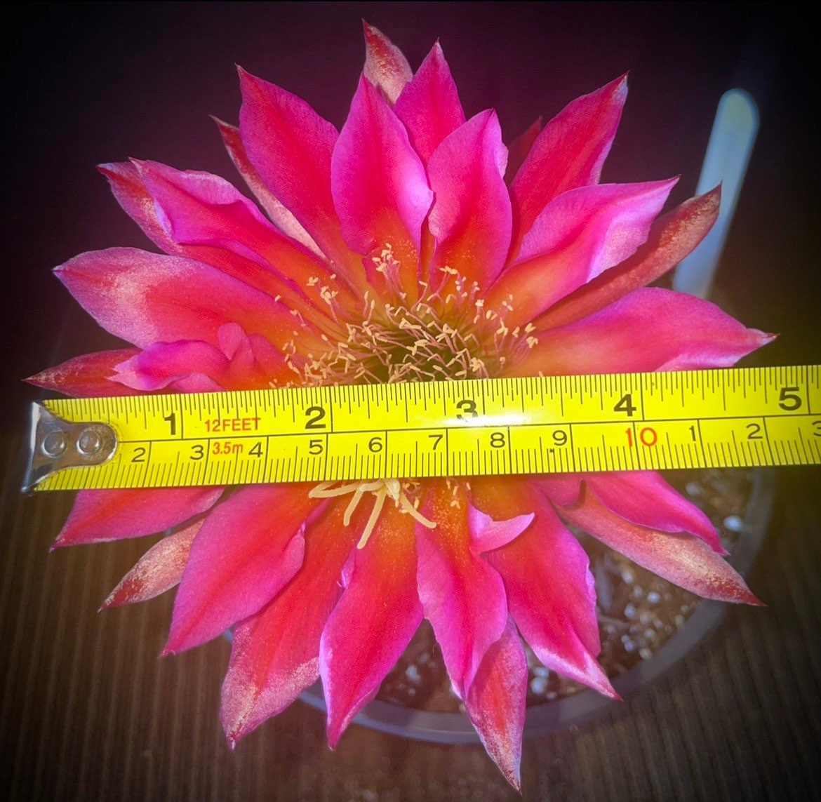 NEW, Trichocereus Hybrid 'CHERRY WINE' Blooming Cactus Plant