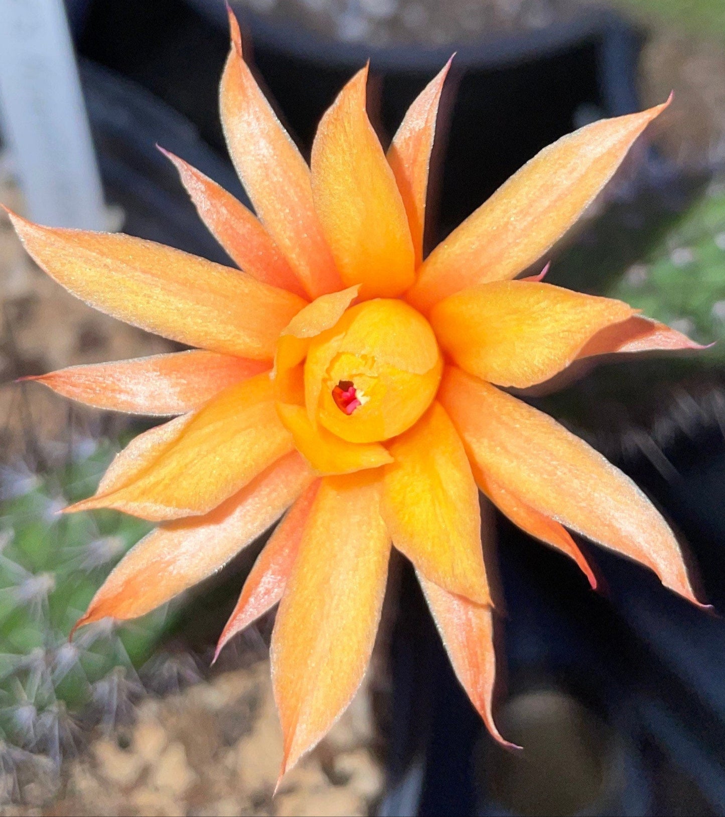 HILDEWINTERA HYBRID 'HUMKES KRANZCHEN' Blooming Cactus Plant
