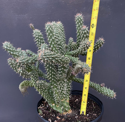 13 Inch Tall ,Large Opuntia "CHOLLA" BOXING GLOVE Cactus, Well rooted