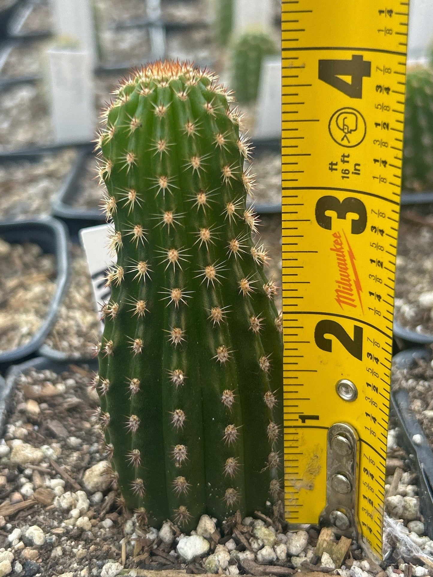 HILDEWINTERA HYBRID 'MEINE HILDE' Blooming Cactus Plant