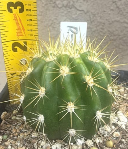 TRICHOCEREUS HYBRID 'R7' Blooming Cactus Plant