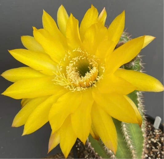 TRICHOCEREUS HYBRID 'SUNFLOWER' Blooming Cactus Plant