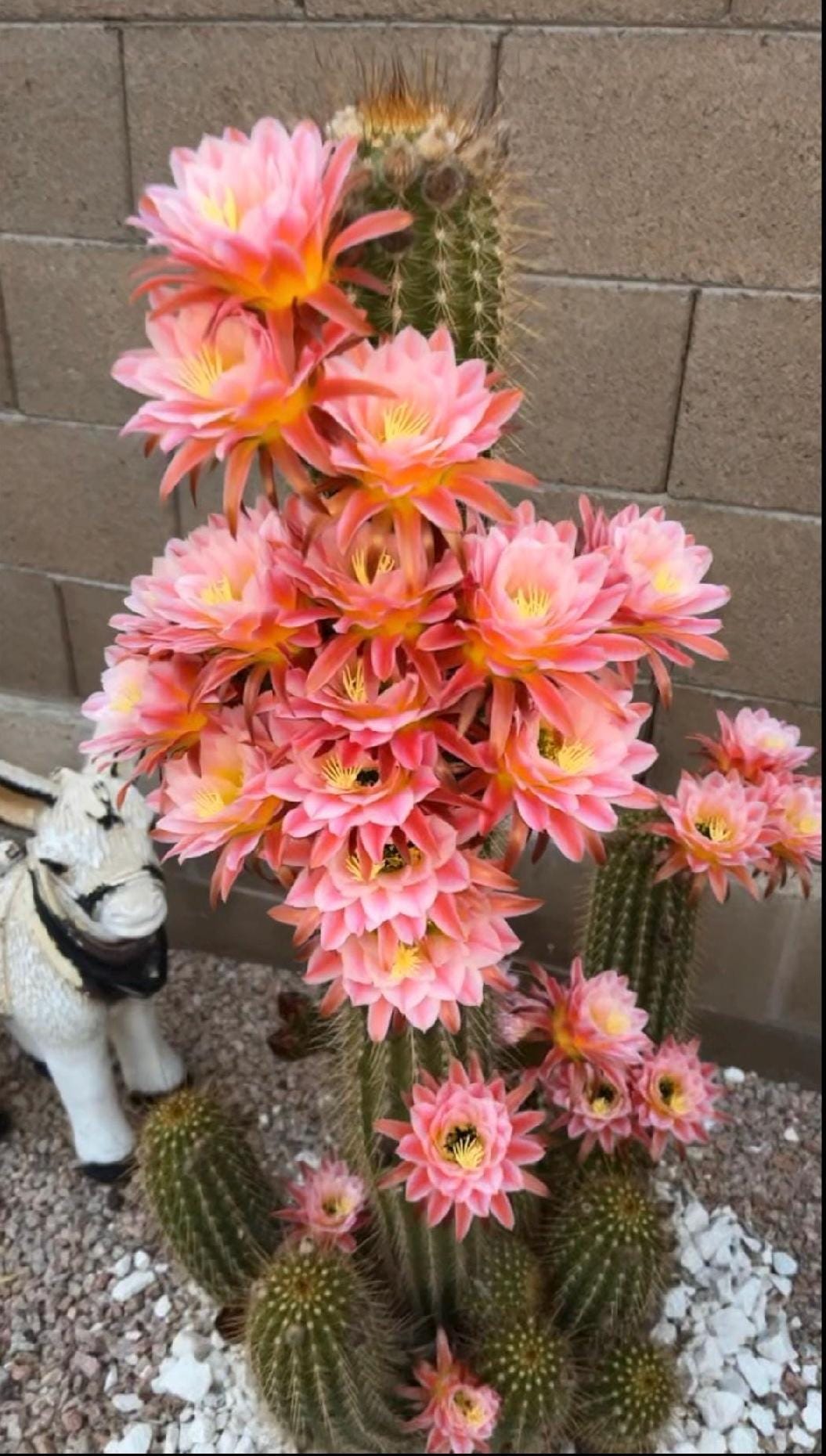 Trichocereus Hybrid 'First Light' — Huge 8–10"+ Rare Pink Blooming Cactus