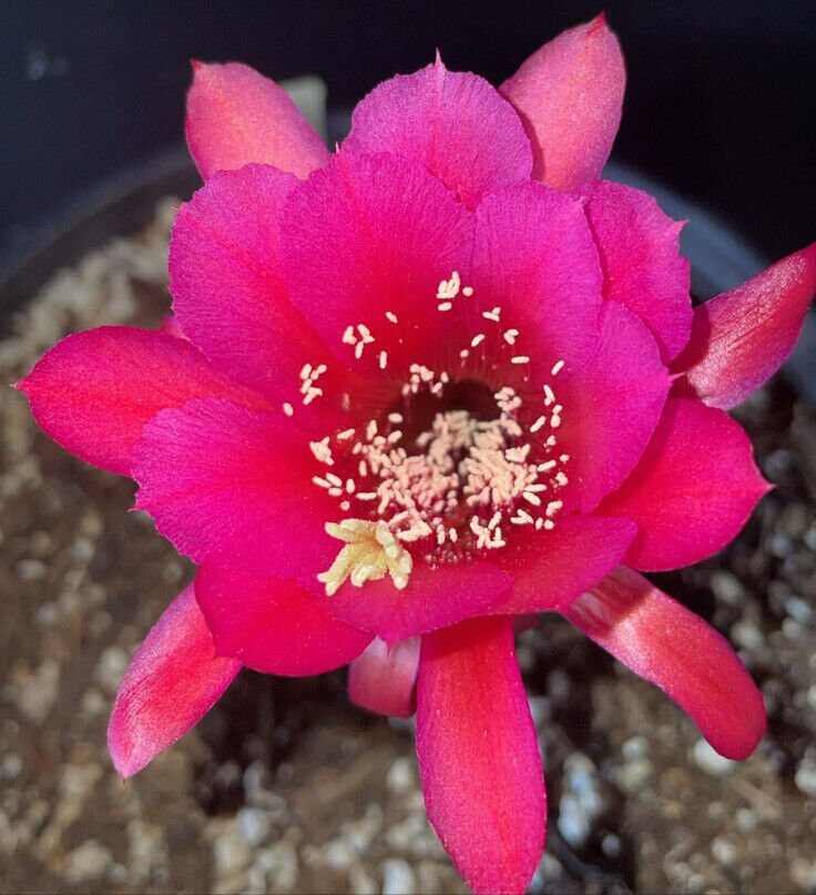 HILDEWINTERA HYBRID 'MEINE HILDE' Blooming Cactus Plant