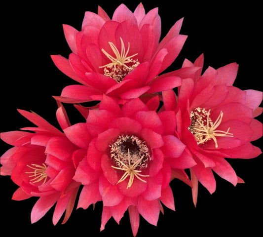 Budding TRICHOCEREUS HYBRID 'FIRE ENGINE RED' Blooming Cactus Plant