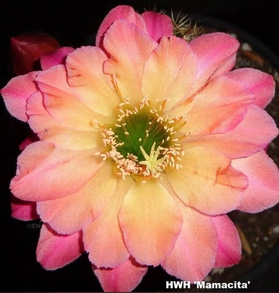 Hildewintera Hybrid 'Mamacita' — Extremely Rare Golden-Yellow & Purple Blooming Cactus