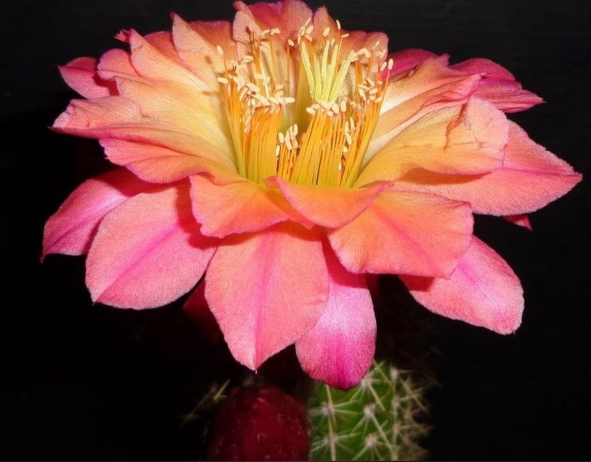 Hildewintera Hybrid 'Mamacita' — Extremely Rare Golden-Yellow & Purple Blooming Cactus
