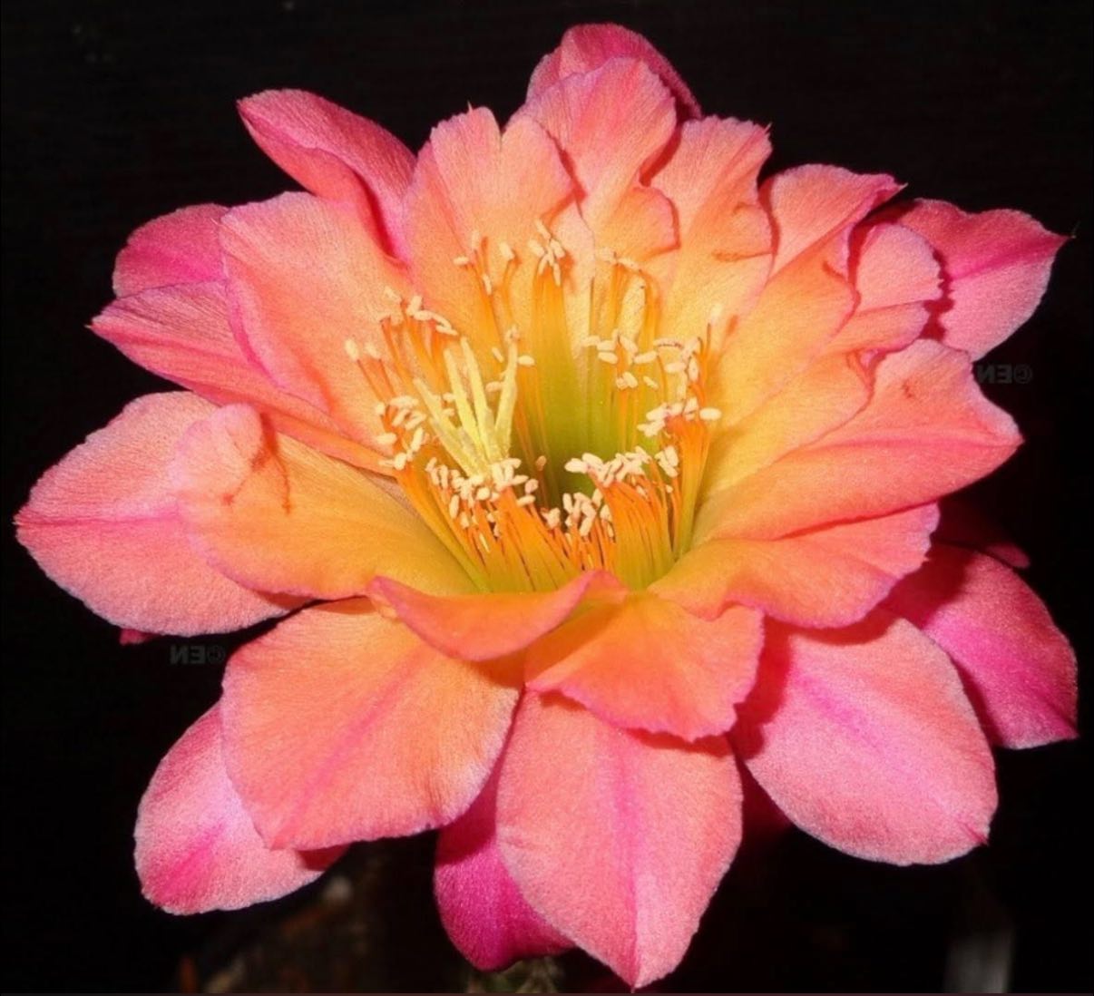 Hildewintera Hybrid 'Mamacita' — Extremely Rare Golden-Yellow & Purple Blooming Cactus