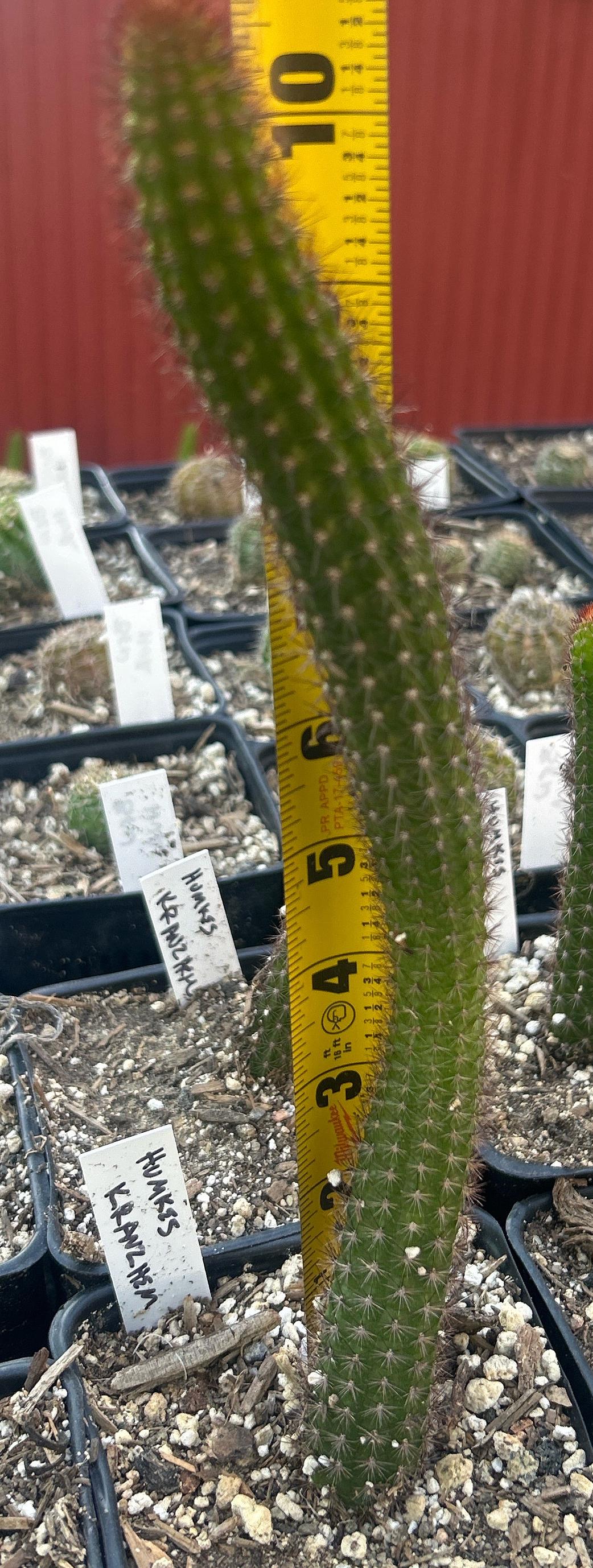 HILDEWINTERA HYBRID 'HUMKES KRANZCHEN' Blooming Cactus Plant