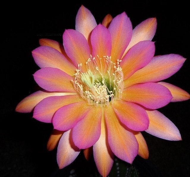 Trichocereus Hybrid 'Betty Boom' MEX 600-1 — Rare 7" Budding Multicolor Blooming Cactus