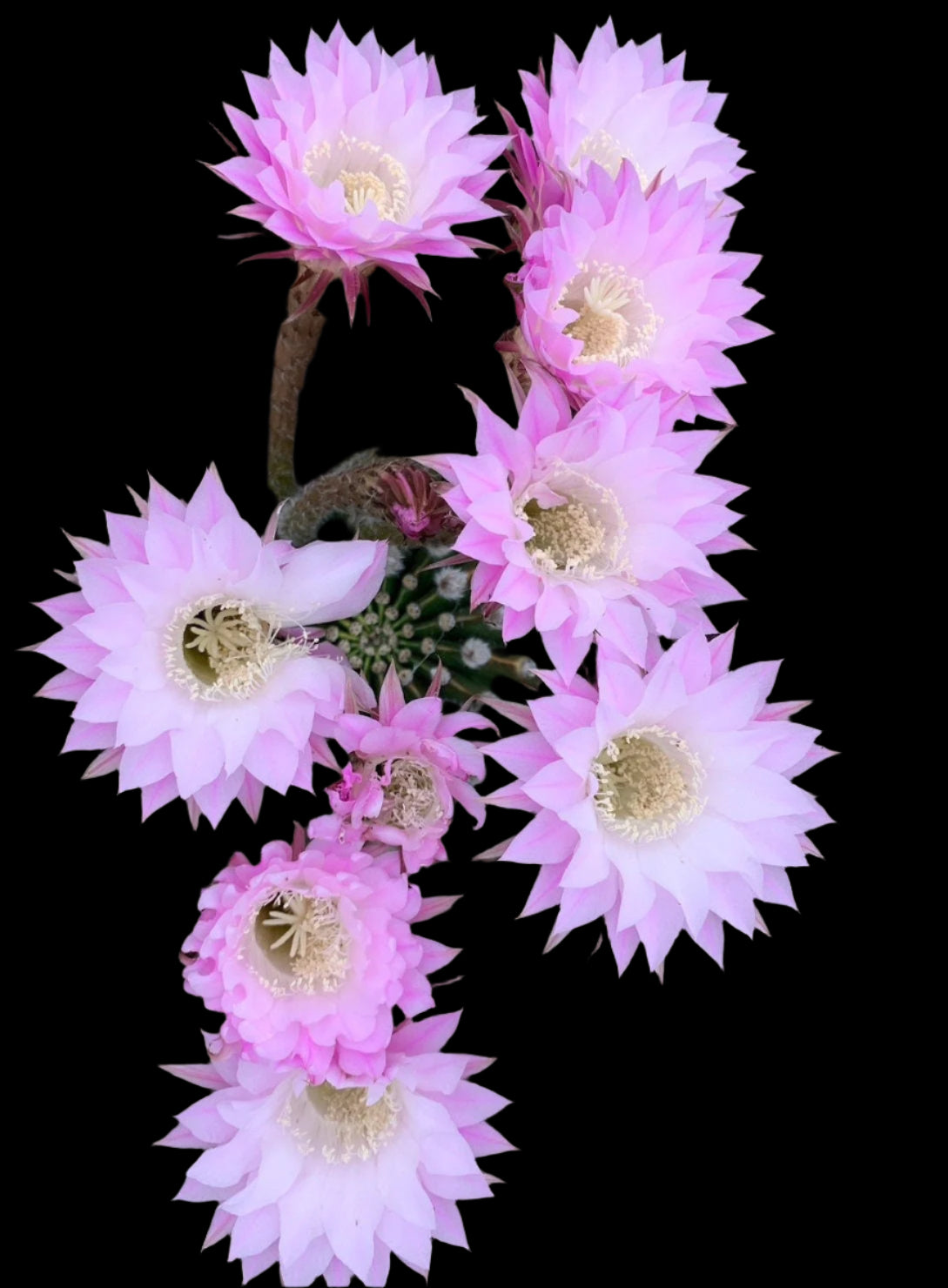 Fragrant ECHINOPSIS HYBRID 'LOS ANGELES' Blooming Cactus Plant
