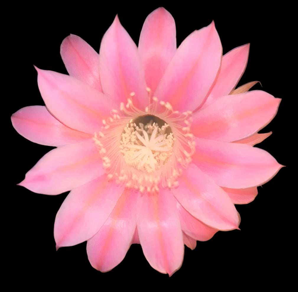Clump,ECHINOPSIS HYBRID 'GILLY'S FAVORITE' Blooming Cactus Plant