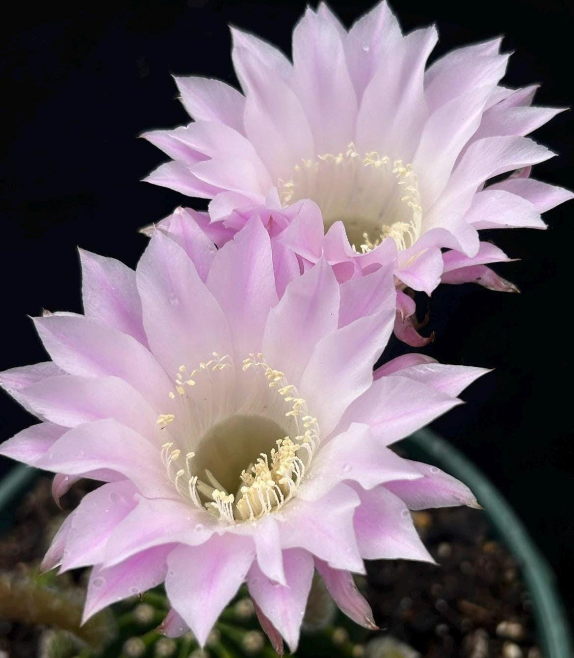 Fragrant ECHINOPSIS HYBRID 'LOS ANGELES' Blooming Cactus Plant