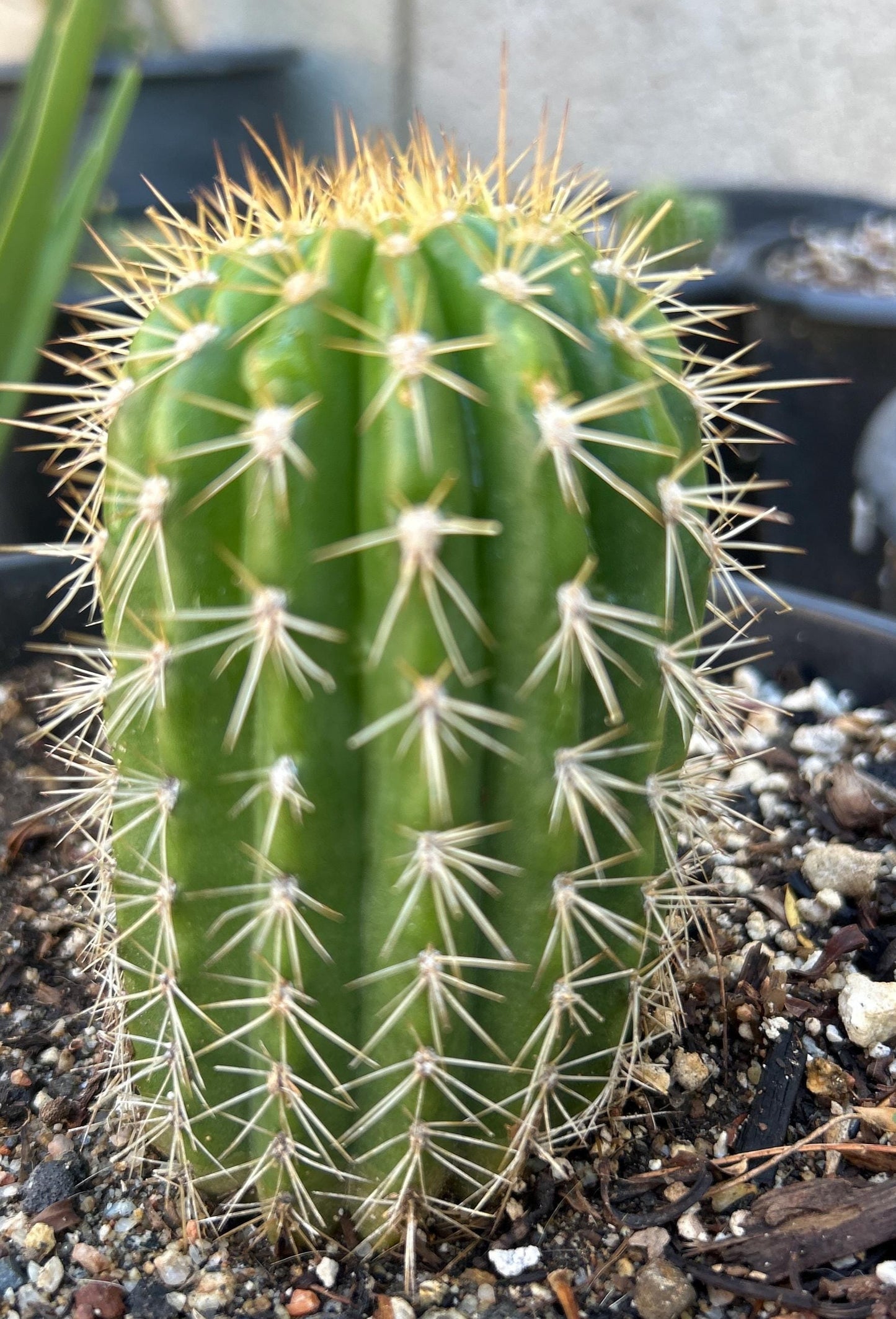 TRICHOCEREUS HYBRID 'ARIZONA SUNSET' Blooming Cactus Plant