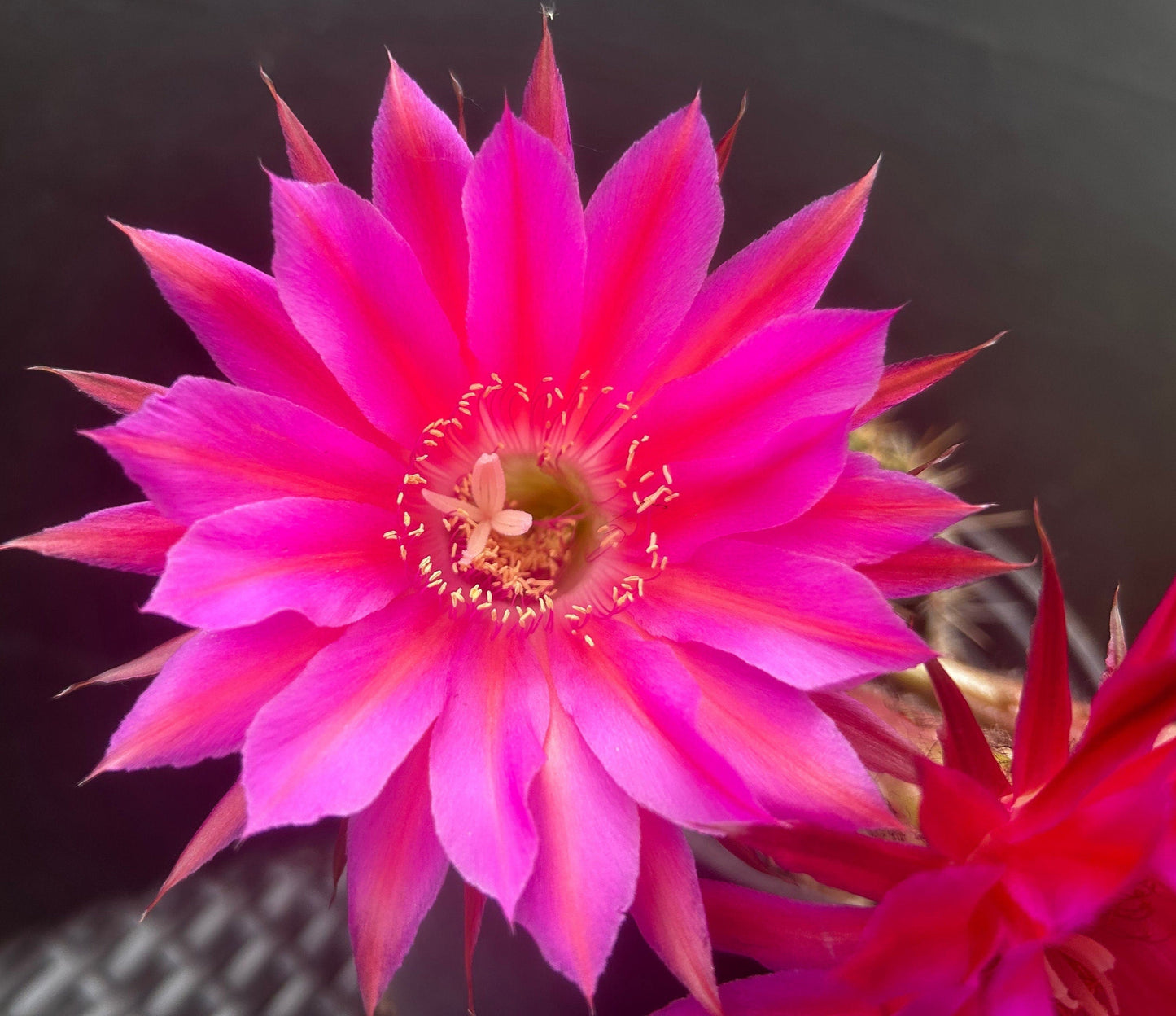 Budding, ECHINOPSIS HYRBID 'CABARET' Blooming Cactus Plant