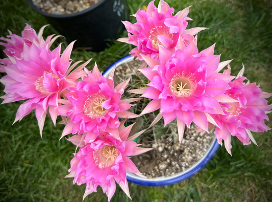 Budding ECHINOPSIS HYBRID 'PINK DIAMOND' Catus Plant