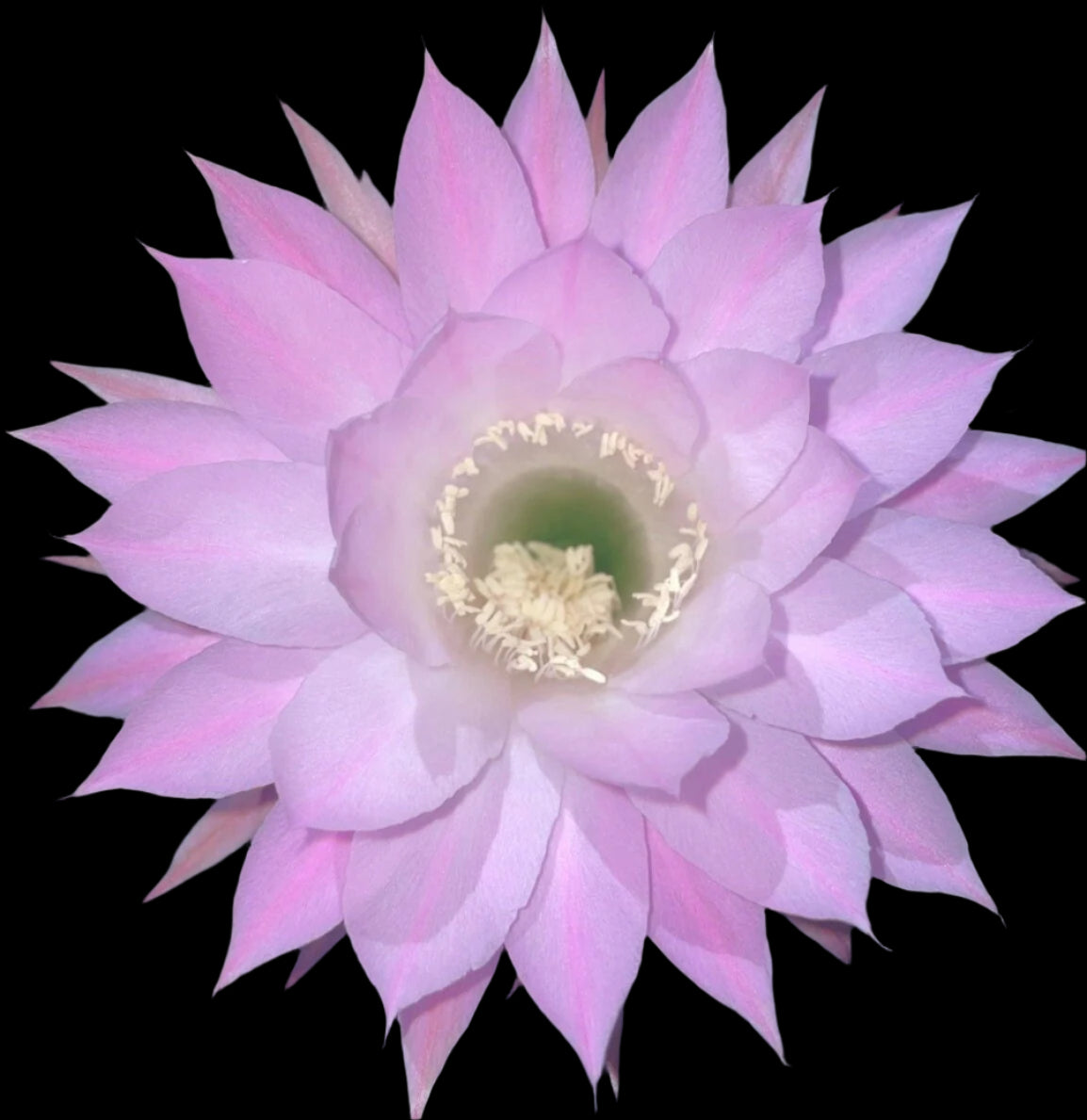 Fragrant, ECHINOPSIS OXYGONA,Blooming Cactus Plant
