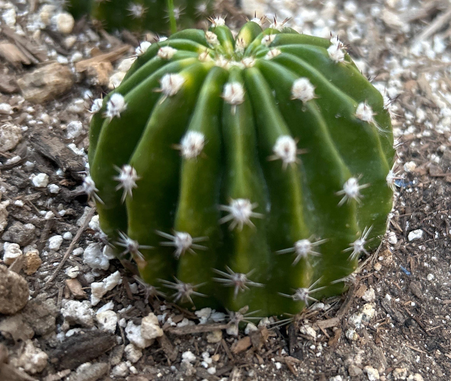 Fragrant, ECHINOPSIS OXYGONA,Blooming Cactus Plant