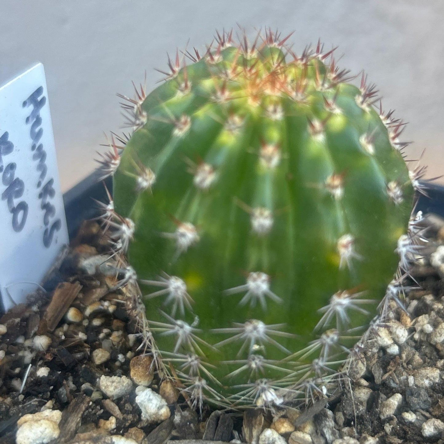 Rare HILDEWINTERA HYBRID 'HUMKES RORO' Blooming Cactus Plant