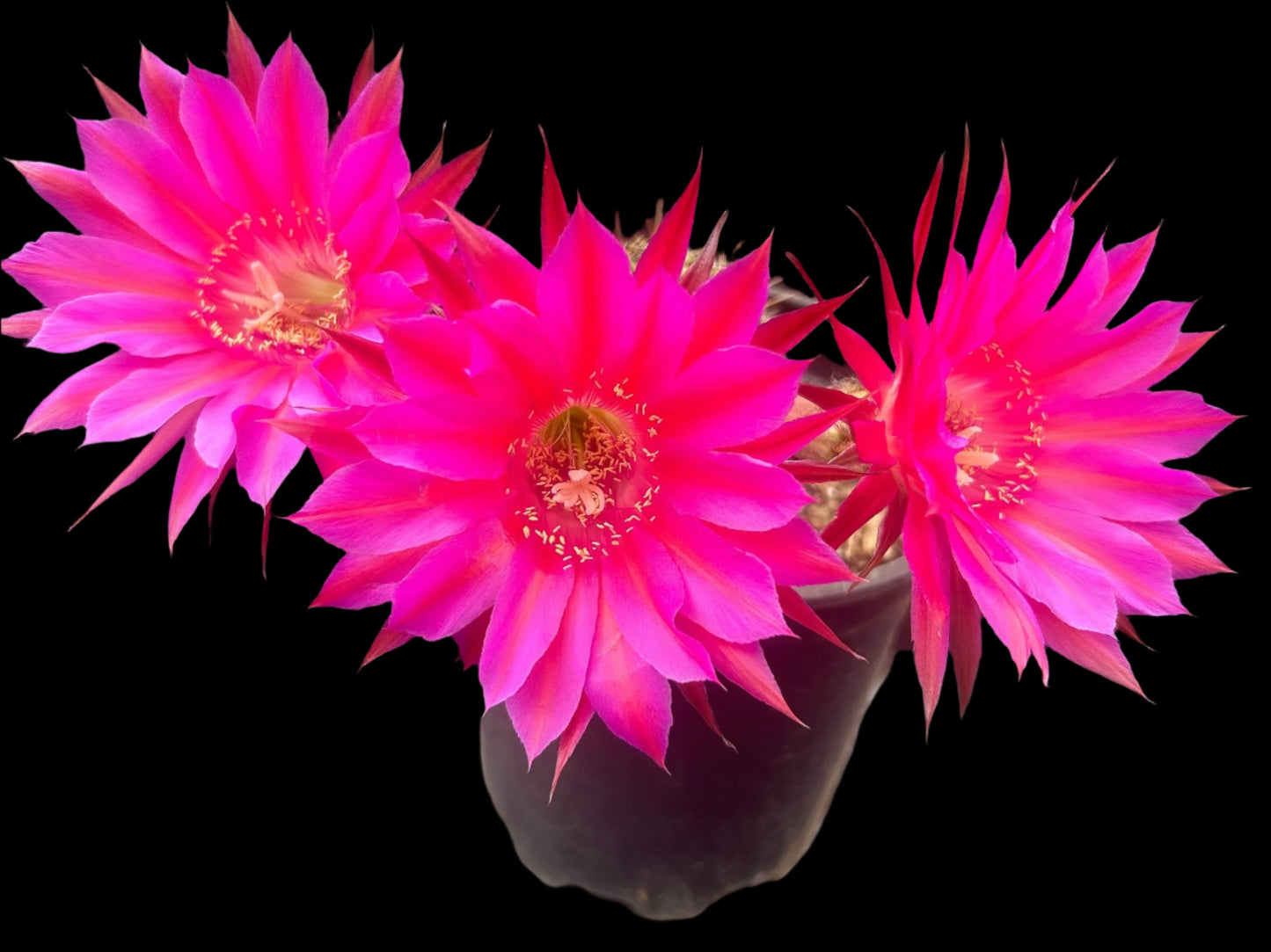 Budding, ECHINOPSIS HYRBID 'CABARET' Blooming Cactus Plant