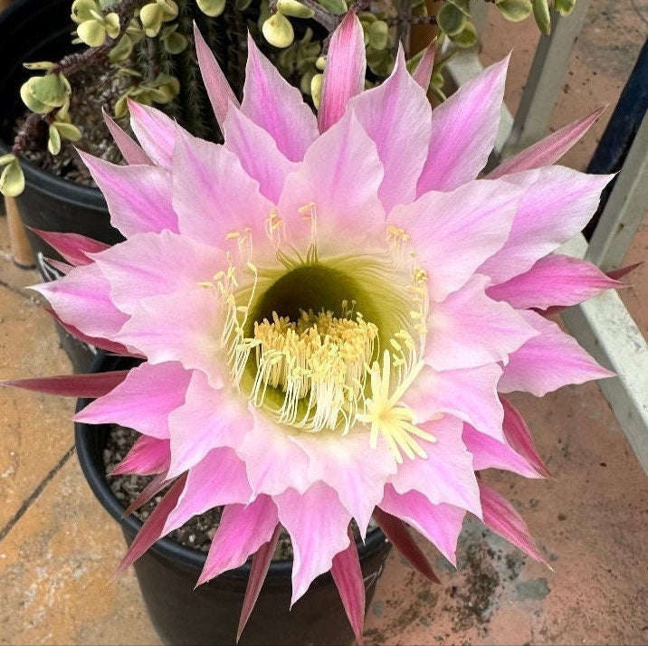 Budding  ECHINOPSIS 'DIEHLS HYRBID' Blooming Cactus Plant