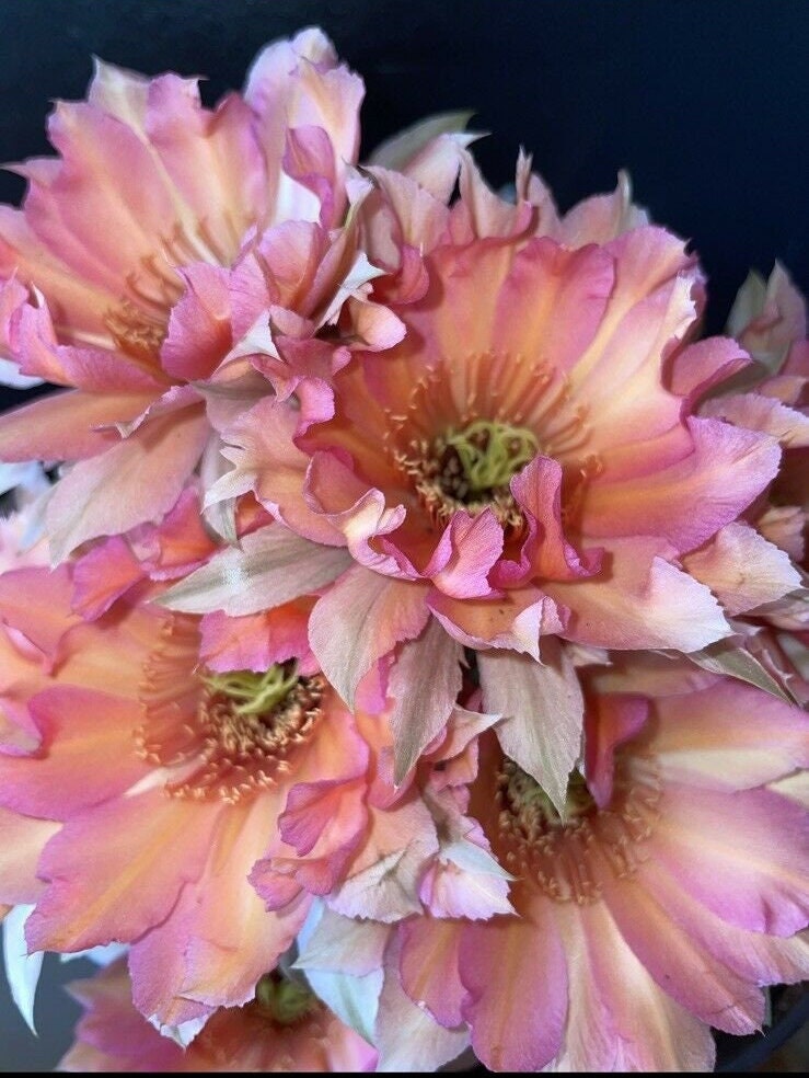 ECHINOPSIS HYBRID 'LILIAN HARVEY' Profuse Blooming Plant