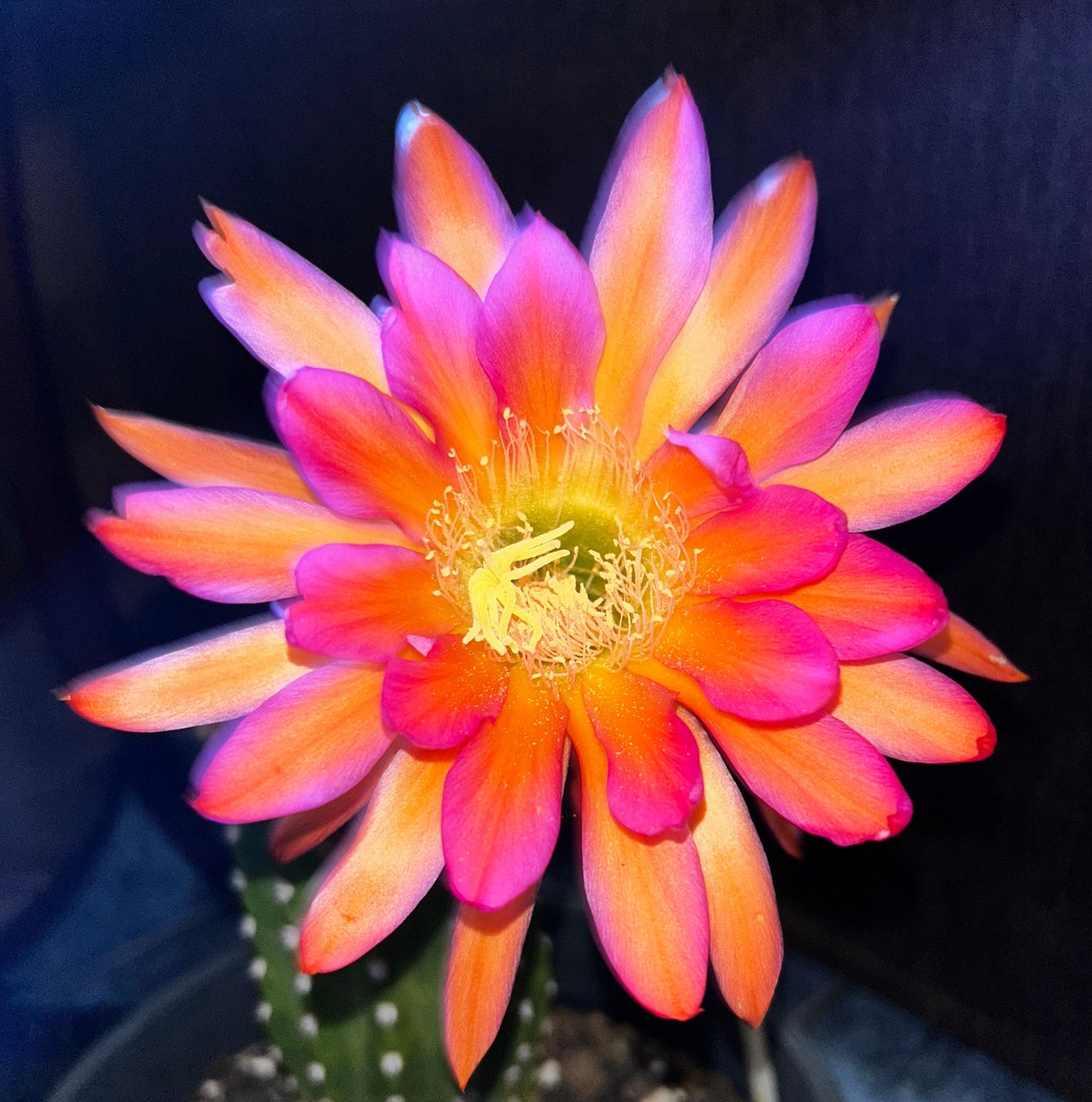Trichocereus Hybrid 'Betty Boom' MEX 600-1 — Rare 7" Budding Multicolor Blooming Cactus