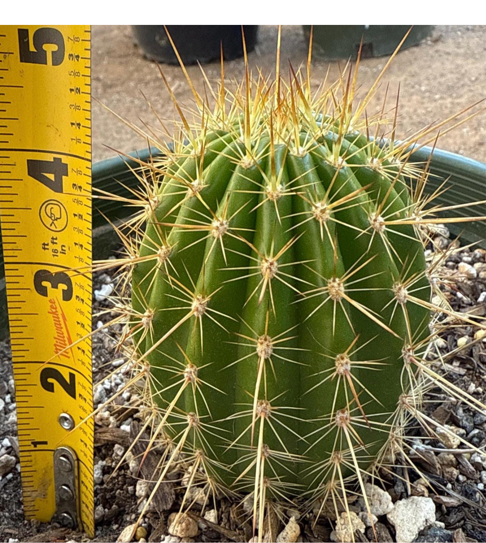 TRICHOCEREUS HYBRID 'FIRST LIGHT' Blooming Cactus Plant