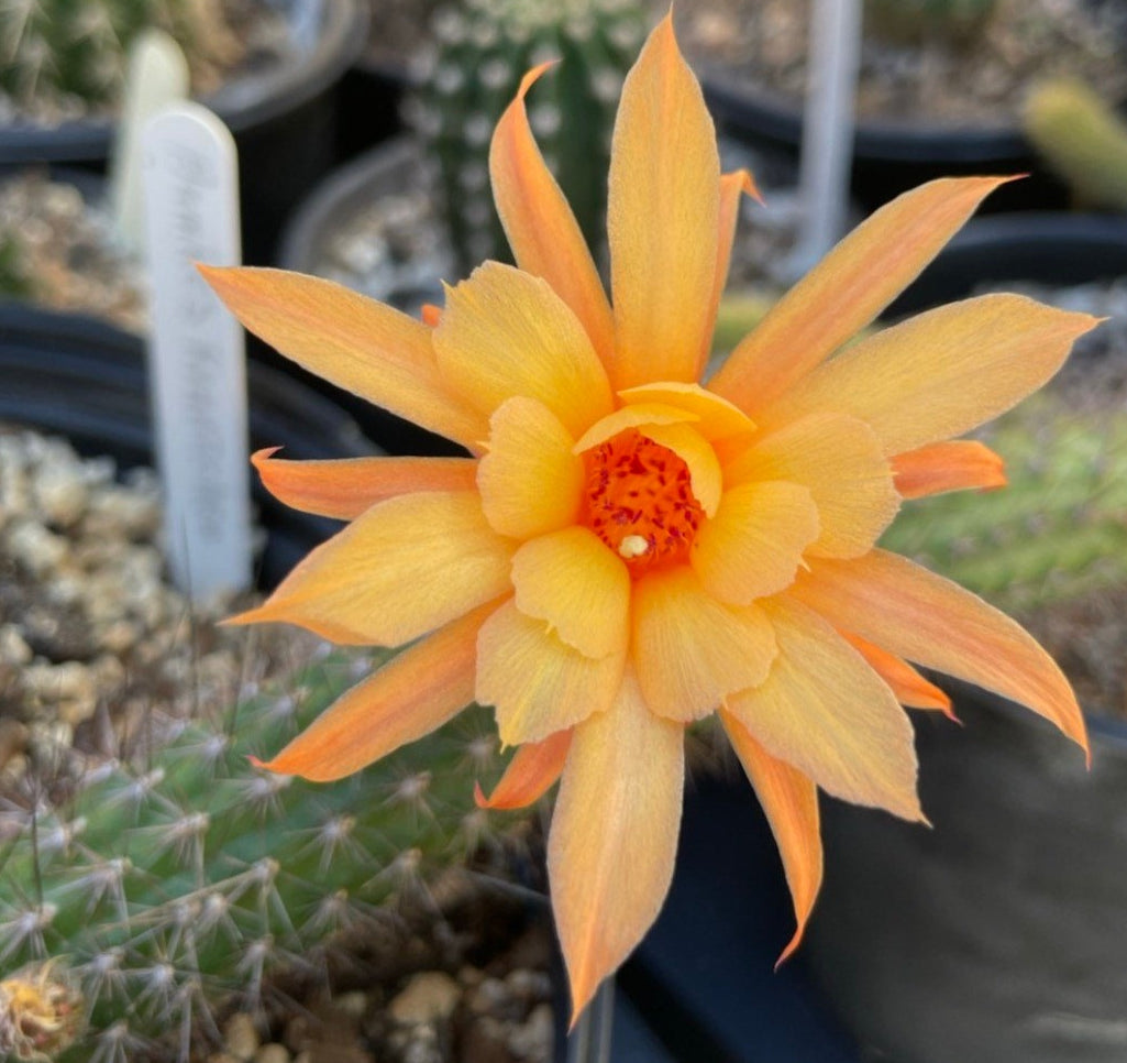 HILDEWINTERA HYBRID 'HUMKES KRANZCHEN' Blooming Cactus Plant