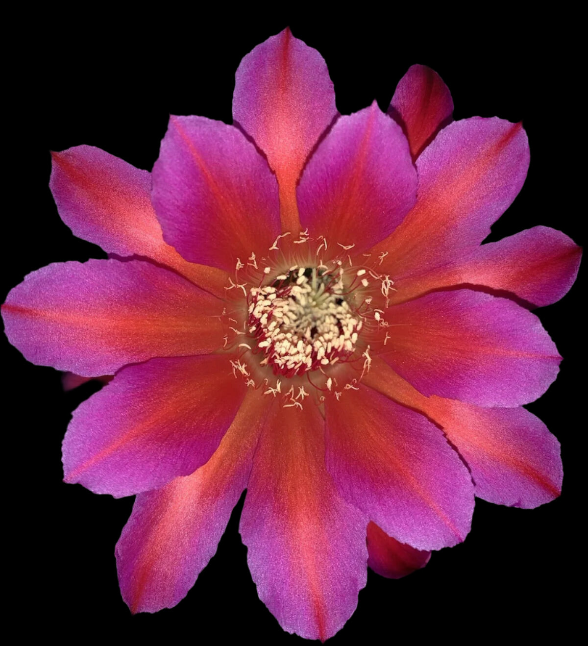Rare ECHINOPSIS HYBRID 'YES' Blooming Cactus Plant