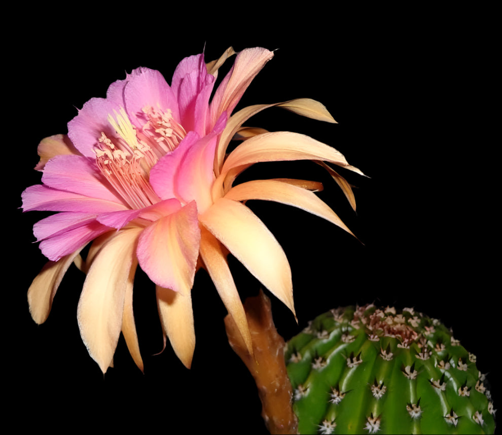 Rare HILDEWINTERA HYBRID 'HUMKES RORO' Blooming Cactus Plant