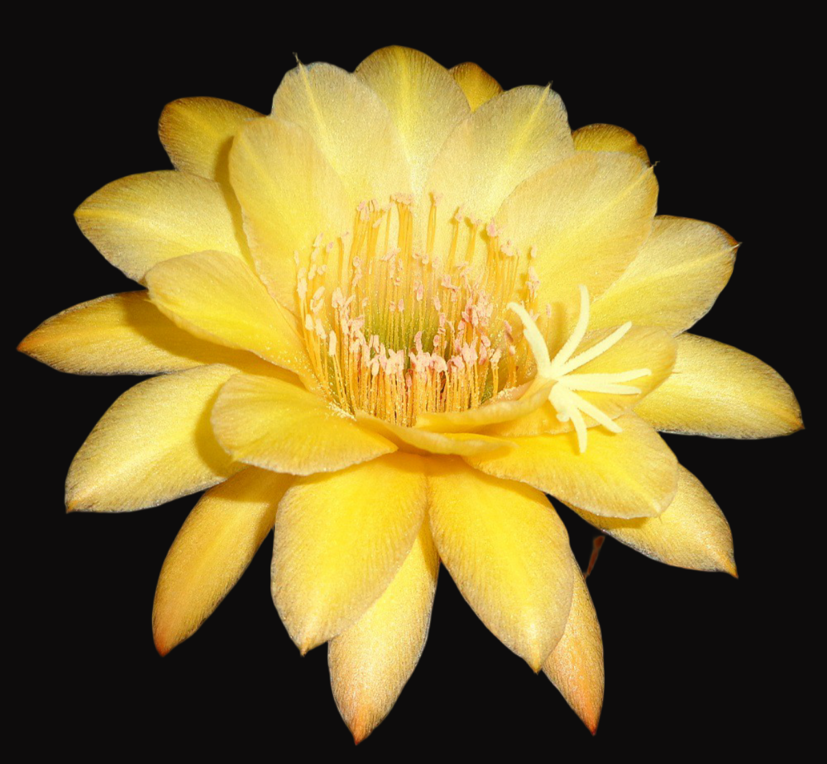 HILDEWINTERA HYBRID 'TRAISENKOANIG' Blooming Cactus Plant