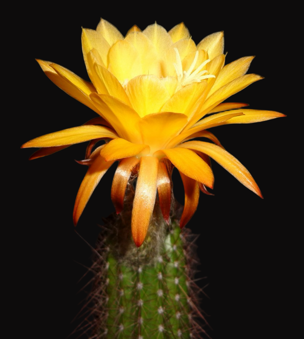 HILDEWINTERA HYBRID 'TRAISENKOANIG' Blooming Cactus Plant