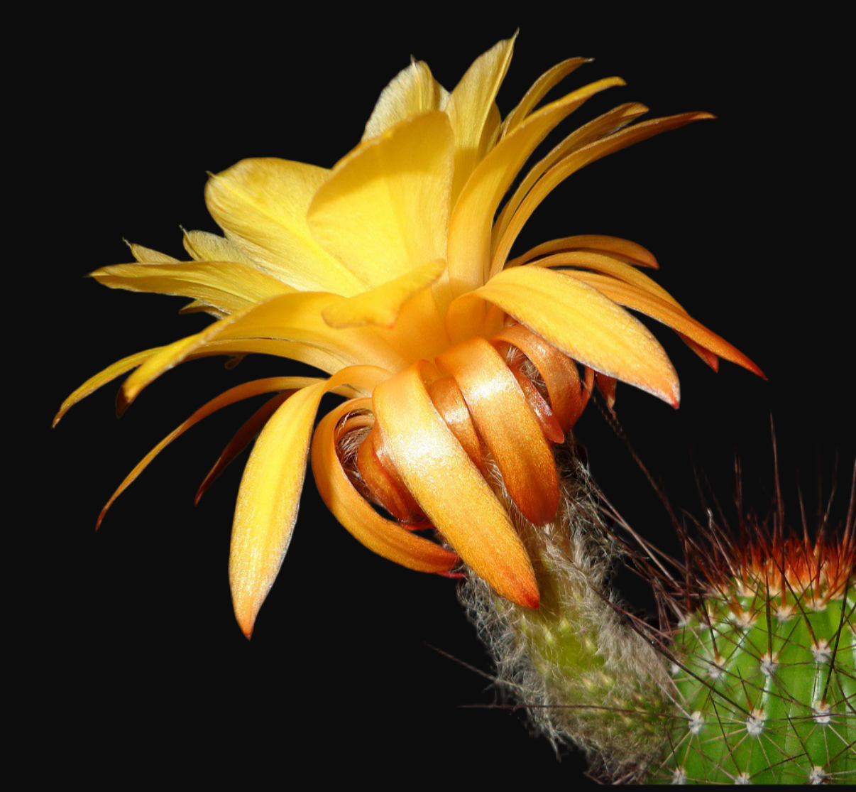 HILDEWINTERA HYBRID 'TRAISENKOANIG' Blooming Cactus Plant