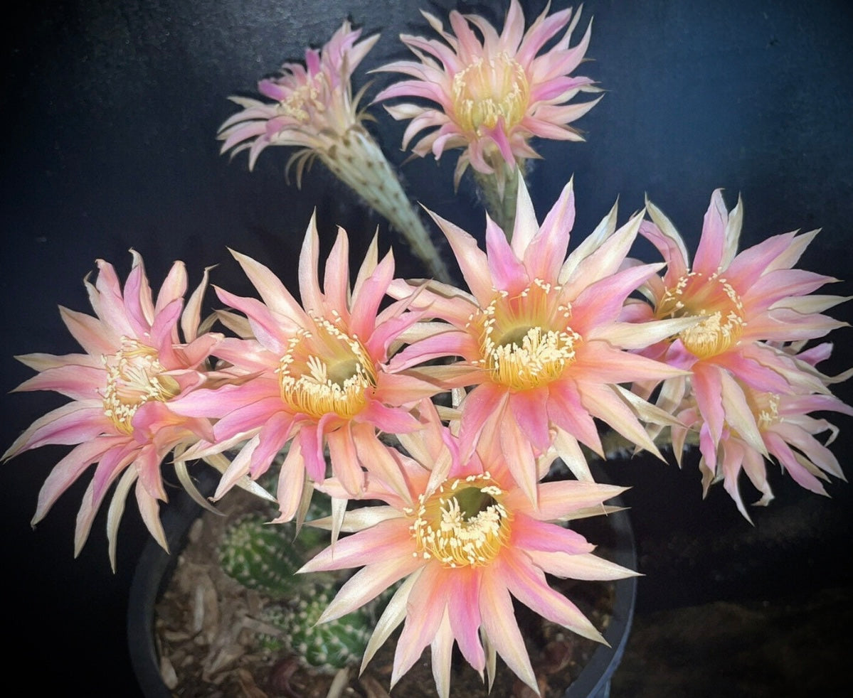 ECHINOPSIS HYBRID 'STARLIGHT EXPRESS' Blooming Cactus Plant