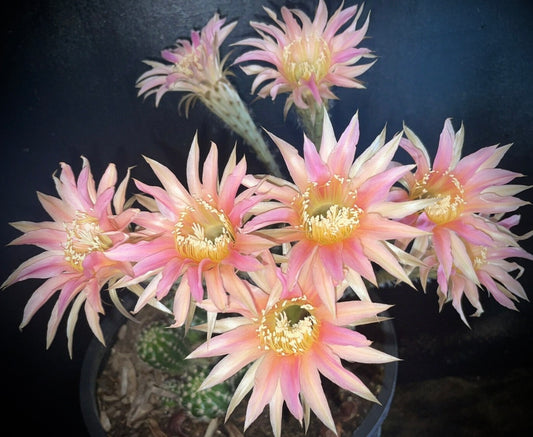ECHINOPSIS HYBRID 'STARLIGHT EXPRESS' Blooming Cactus Plant
