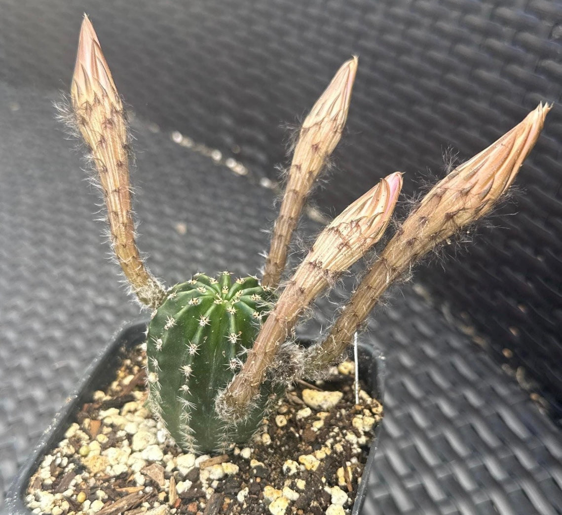 ECHINOPSIS HYBRID 'STARLIGHT EXPRESS' Blooming Cactus Plant