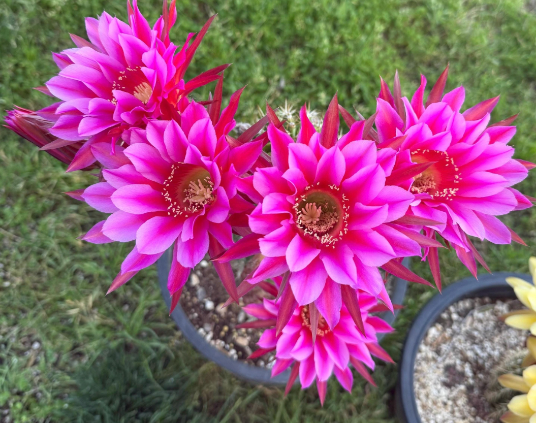 Trichocereus Hybrid 'Neon Dawn' — Rare Blooming Cactus Plant