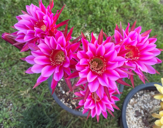 Trichocereus Hybrid 'Neon Dawn' — Rare Blooming Cactus Plant